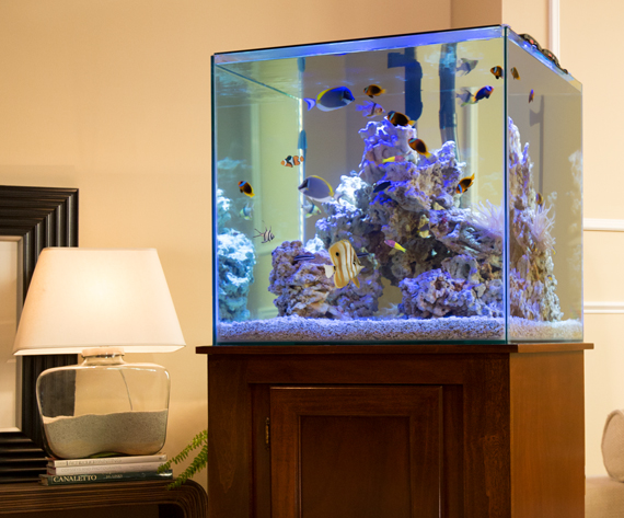 Saltwater tank accessories online
